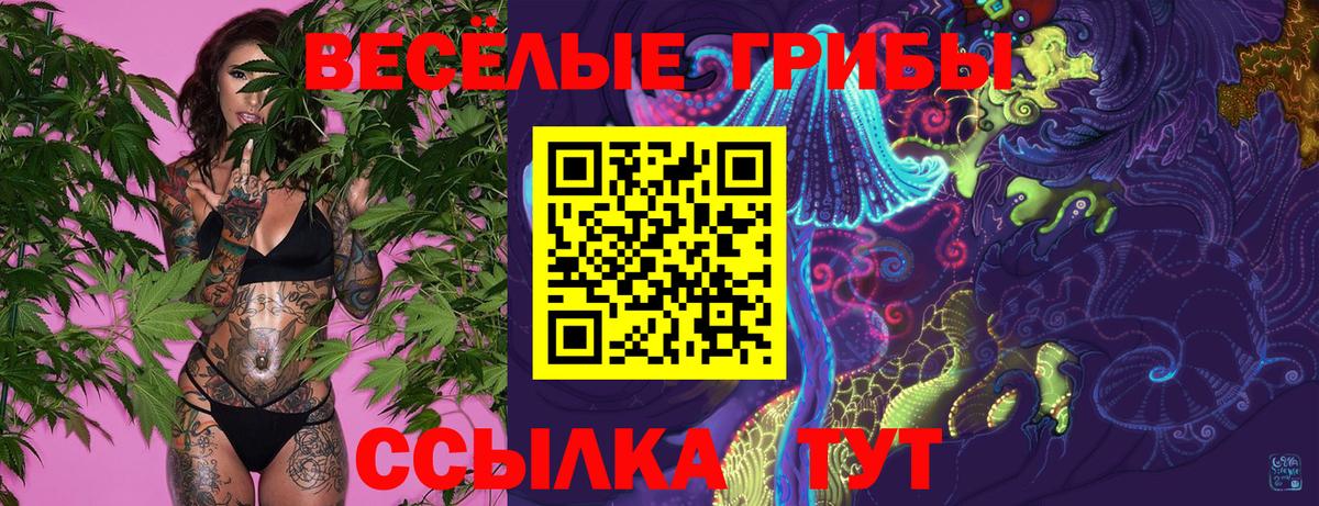 Галлюциногенные грибы Psilocybe  Вход с VPN  Зеленогорск  как найти   Галлюциногенные грибы Psilocybe 